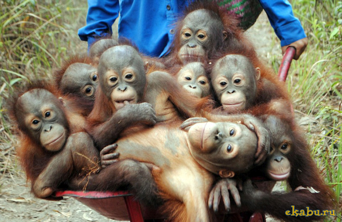 orangutans_are_happy_03_watermark_5143b9cd7efa6e6b37307b2c_108_24_10_10_se.jpeg
