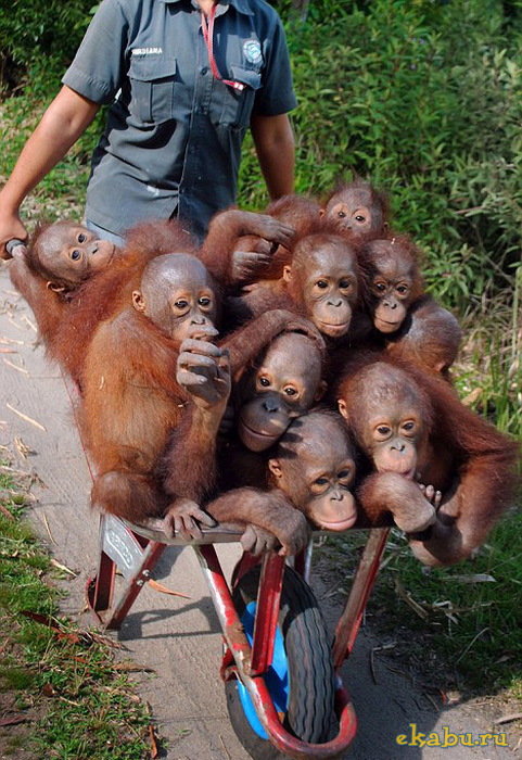 orangutans_are_happy_04_watermark_5143b9cd7efa6e6b37307b2c_108_24_10_10_se.jpeg