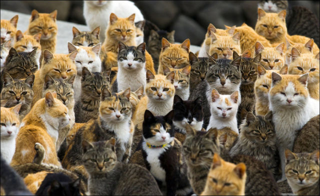 an_island_of_cats_in_japan_640_04.jpg