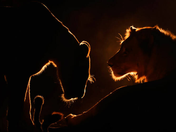 mesmerizing_wildlife_photos_that_reveal_natures_untamed_beauty_640_02.jpg