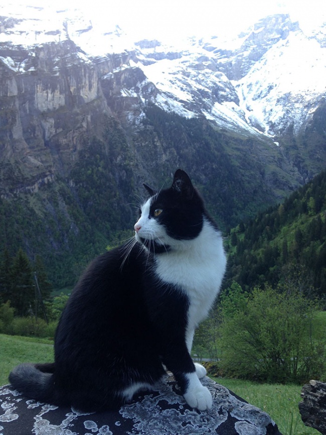 6397910-cat-guide-man-mountain-gimmelwald-switzerland-3-1472550984-650-5eea36634e-1472837560.jpg