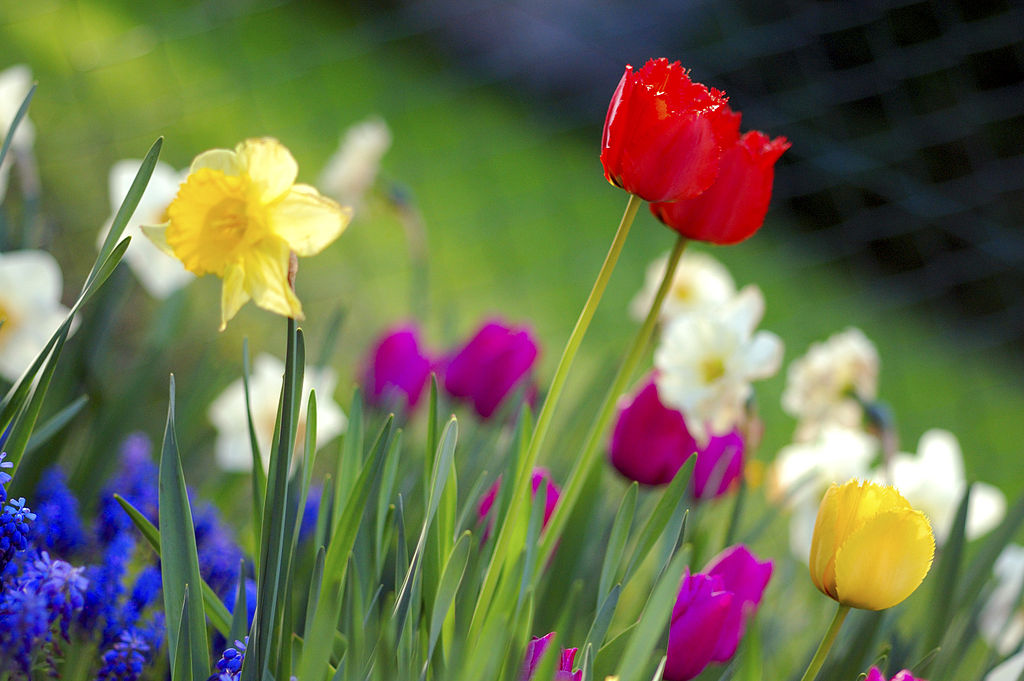 1024px-Colorful_spring_garden.jpg