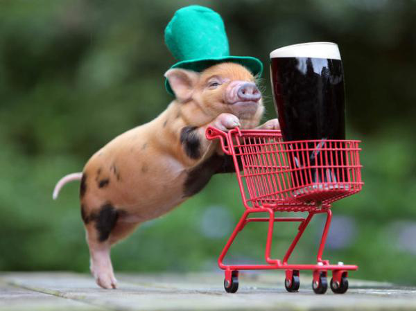 animals-that-are-ready-for-st-paddys-day-25-photos-3.jpg