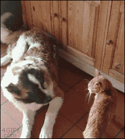 03-funny-gif-184-cat-wants-to-cuddle-with-dog.gif