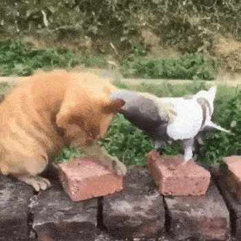 animals_and_humans_are_not_so_different_06.gif