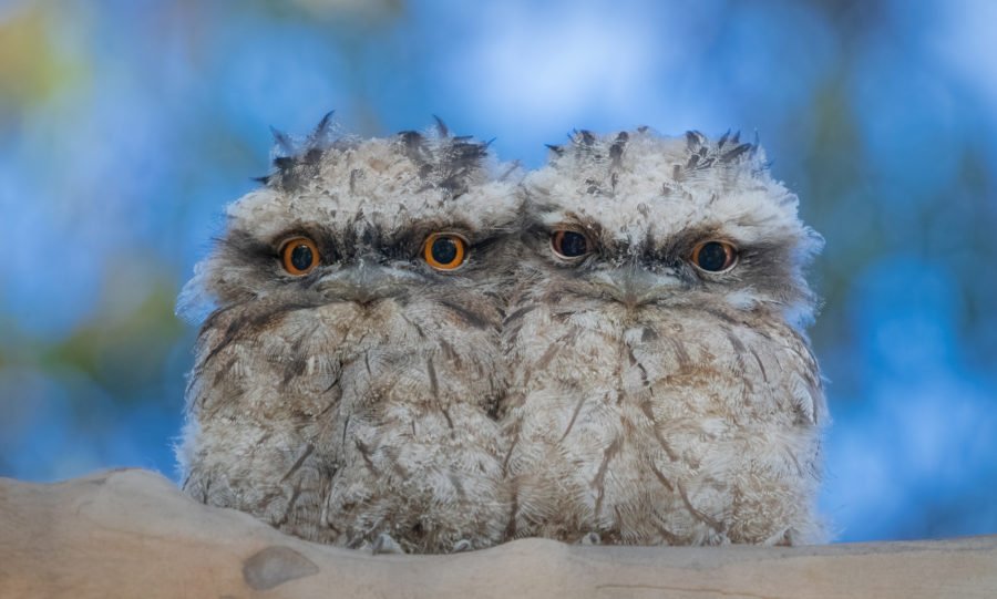 tawny-frogmouth-facts-900x541.jpg