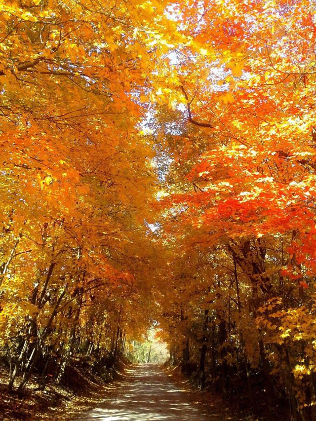 autumn_is_such_a_beautiful_season_640_high_28.jpg