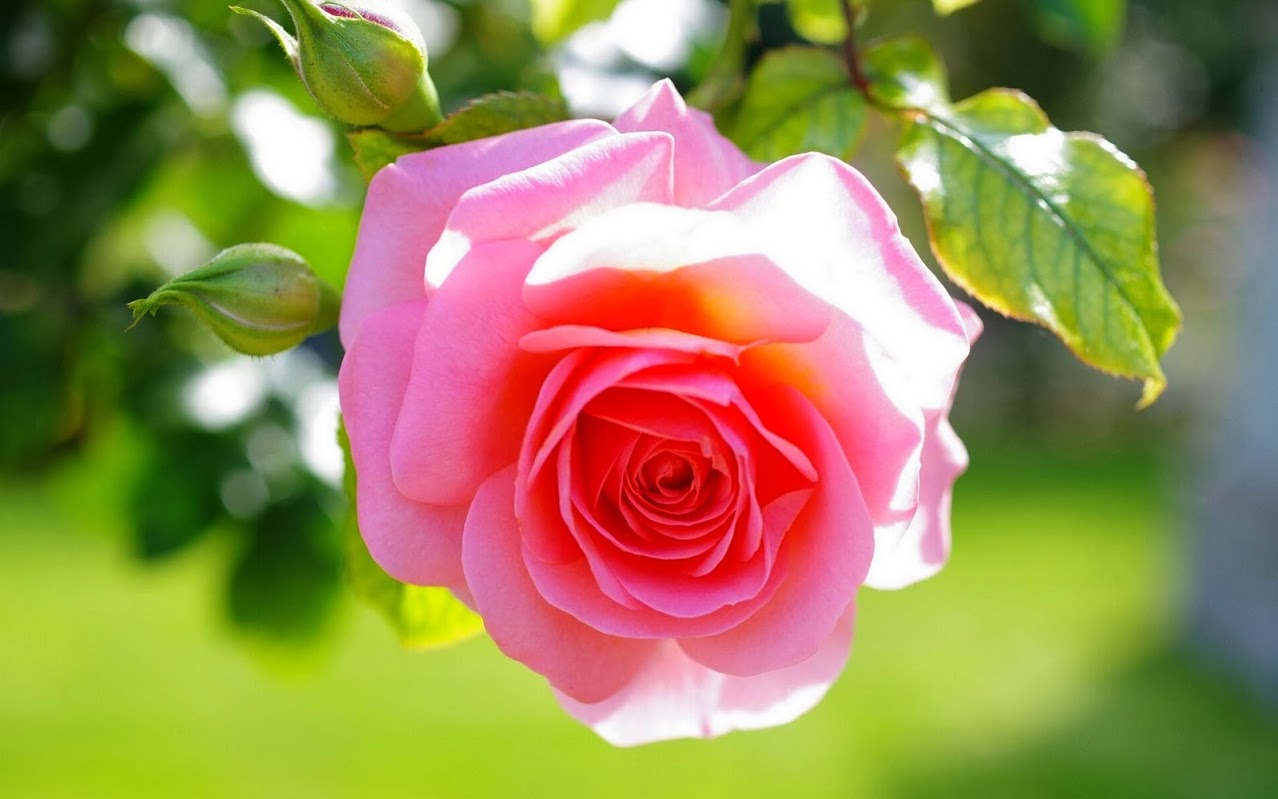 pink rose sunlight.jpg