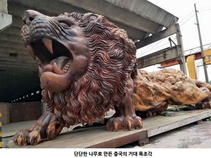 1494541057_lion_carved_from_single_tree_04.jpg