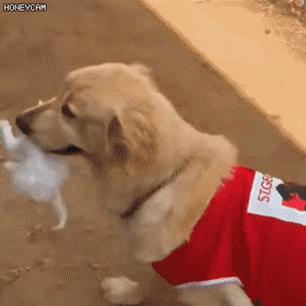 55300416098956620.gif