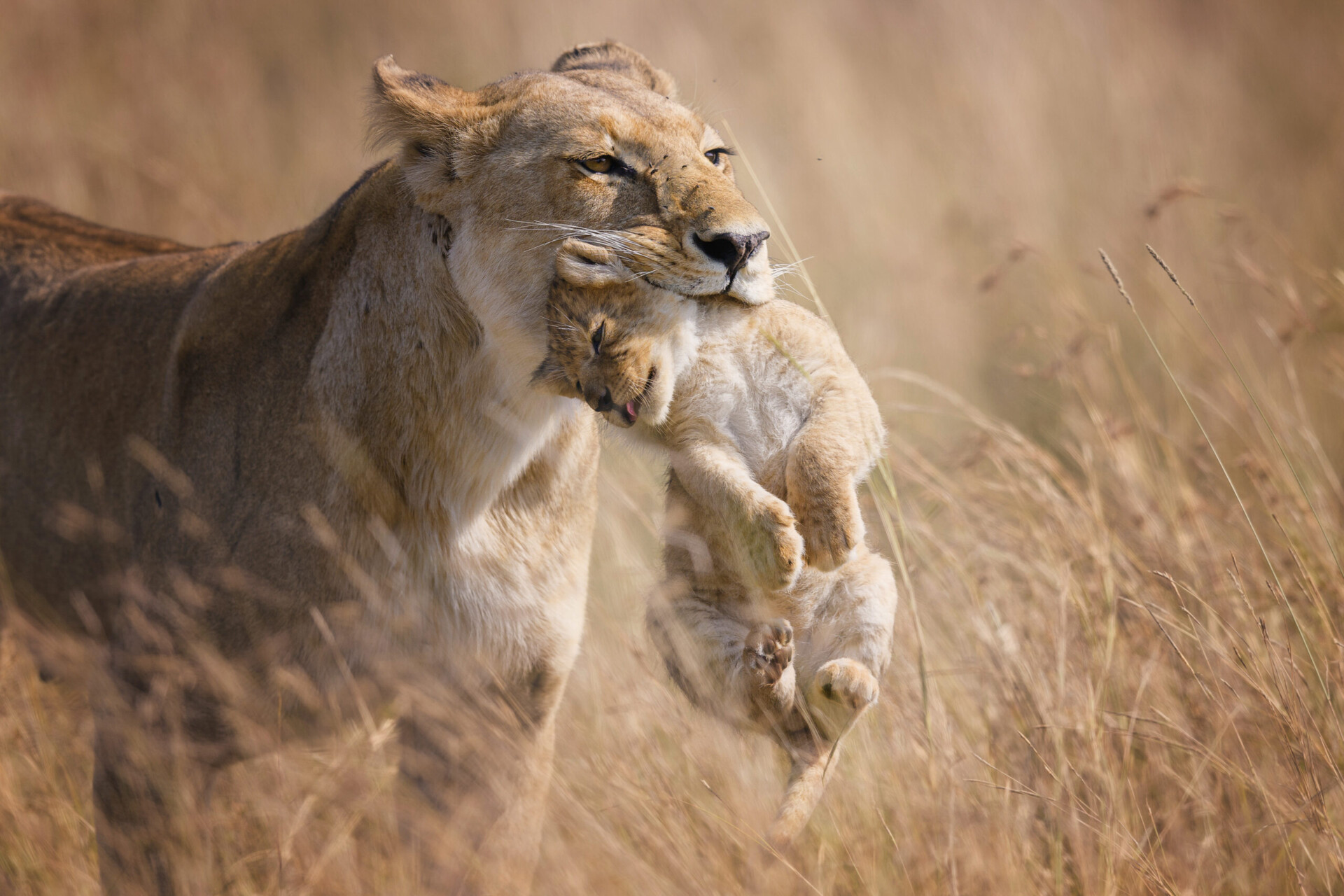 newbig5-Vicki-Jauron.-African-Lions.-Status-Vulnerable.-Maasai-Mara-National-Reserve-Kenya-960x640@2x.jpg