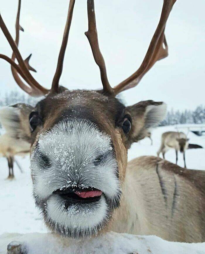 animals_being_delightfully_weird_and_cute_640_high_11.jpg