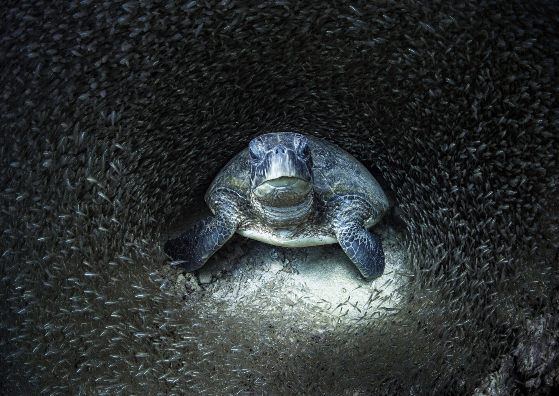 newbig5-Aimee-Jan.-Green-Sea-Turtle.-Status-Endangered.-Ningaloo-Marine-Park-Australia-960x679@2x.jpg