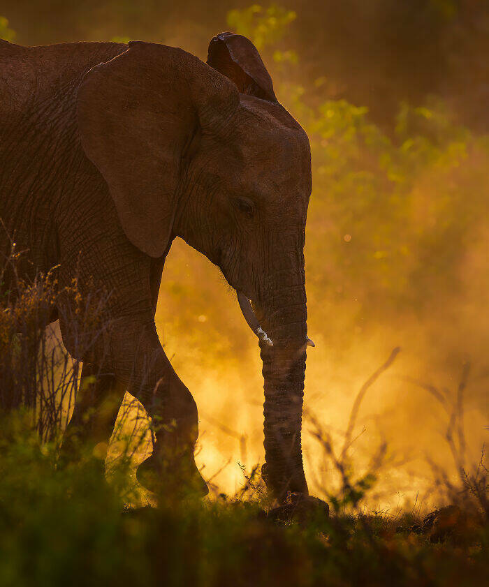 breathtaking_animal_moments_that_capture_natures_magic_640_high_12.jpg