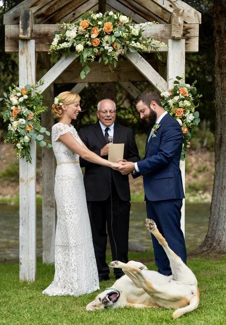 couples-dog-steals-the-spotlight-at-their-wedding-v0-zdvoogiszmhe1.jpeg