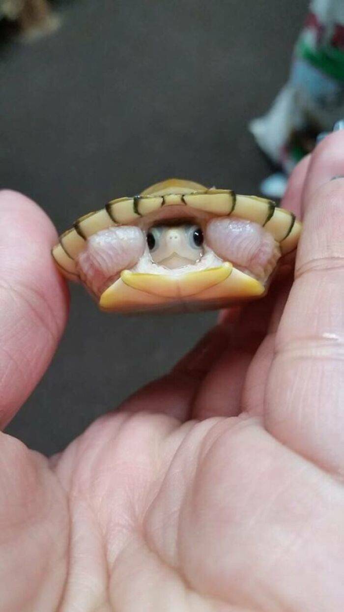 turtles_can_be_really_cute_640_high_41.jpg