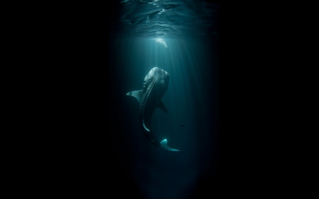 320605-Fantasy_Whale_Black_Fish_Underwater_Ocean_153826_2560x1600-650-b8334b801e-1475583273.jpg