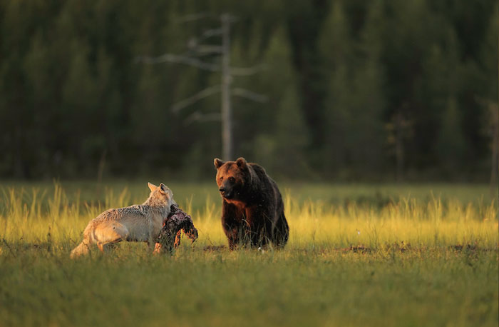 rare-animal-friendship-gray-wolf-brown-bear-lassi-rautiainen-finland-101.jpg