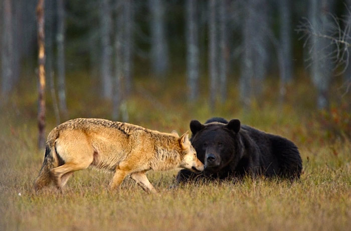 rare-animal-friendship-gray-wolf-brown-bear-lassi-rautiainen-finland-111.jpg
