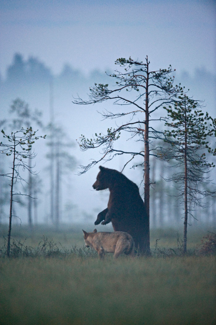 rare-animal-friendship-gray-wolf-brown-bear-lassi-rautiainen-finland-131.jpg