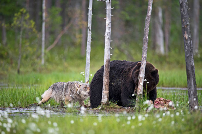 rare-animal-friendship-gray-wolf-brown-bear-lassi-rautiainen-finland-141.jpg