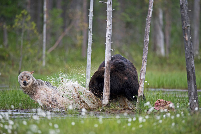 rare-animal-friendship-gray-wolf-brown-bear-lassi-rautiainen-finland-151.jpg