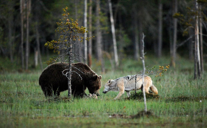 rare-animal-friendship-gray-wolf-brown-bear-lassi-rautiainen-finland-81.jpg