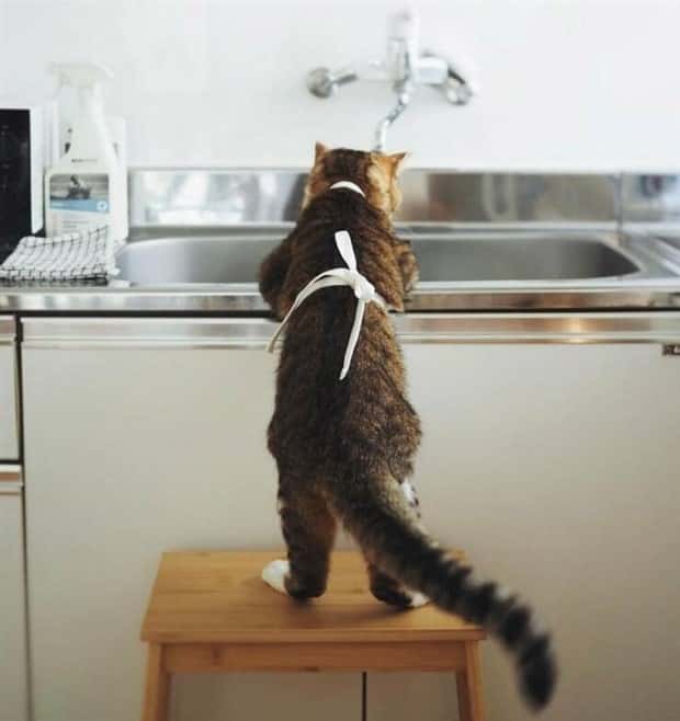 funny-animals-4.jpg