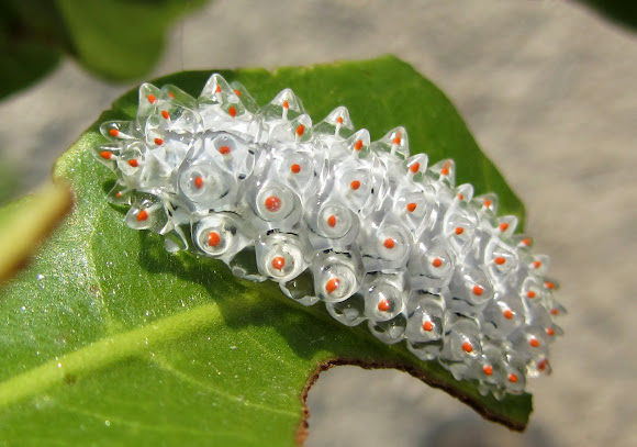 Jewel Caterpillar.jpg