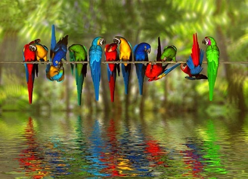 colorful-birds.jpg