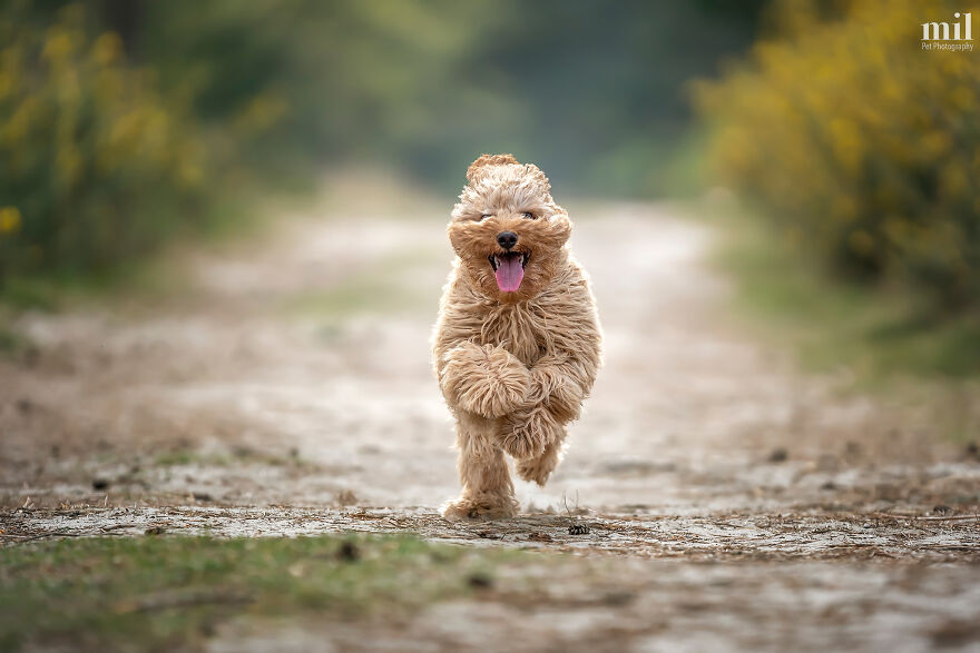 Happy-Tongue-Out-Dog-Series-Photography-by-Chris-Miller-650af8ee7cf6e__880.jpg