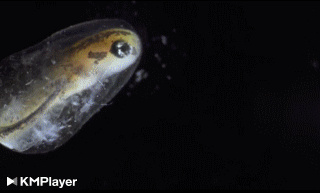 See a Salamander Grow From a Single Cell in this Incredible Time-lapse - Short Film Showcase19-12-26-07-03-43.gif