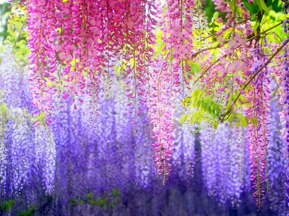40pcs-lot-Purple-Chinese-Wisteria-Vine-seed-Garden-potted-FLOWER-SEED-POT-FLOWER-font-b-PLANT.jpg