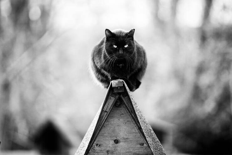 cats_caught_being_cute_and_were_here_for_it_640_32.jpg