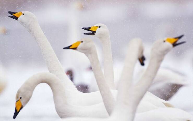 mesmerizing_wildlife_photos_that_reveal_natures_untamed_beauty_640_12.jpg
