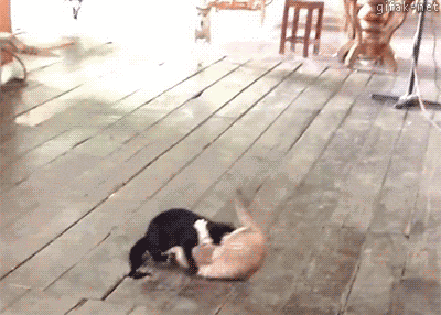 06-funny-animal-gifs-124-police-dogs-break-cats-fight.gif