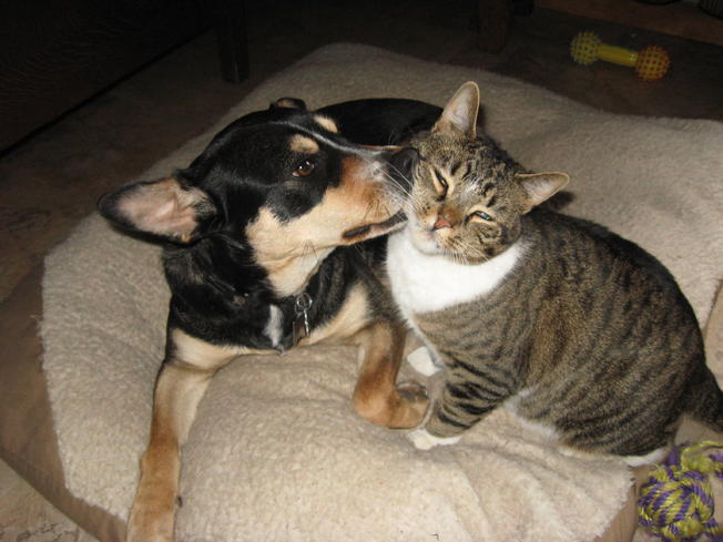 Dog+and+Cat+Friends.jpg