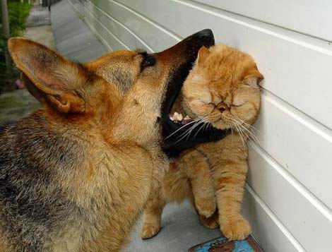 cat vs dog 001.jpg