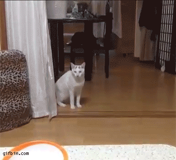 daily_gifdump_1280_25.gif