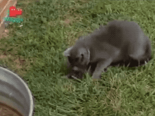 gifs_of_epic_wins_and_fails_22.gif