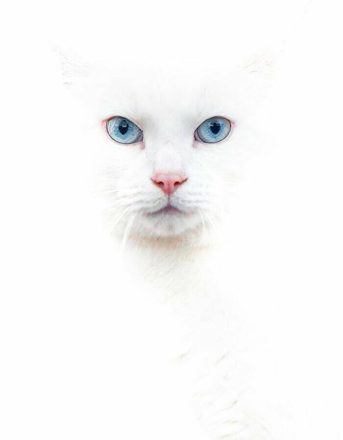 cats_caught_being_cute_and_were_here_for_it_640_high_02.jpg