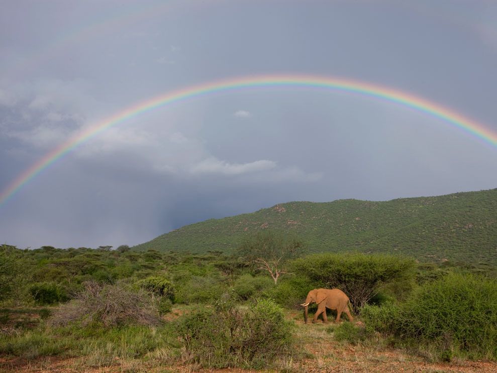 elephant-rainbow_12665_990x742 (1).jpg