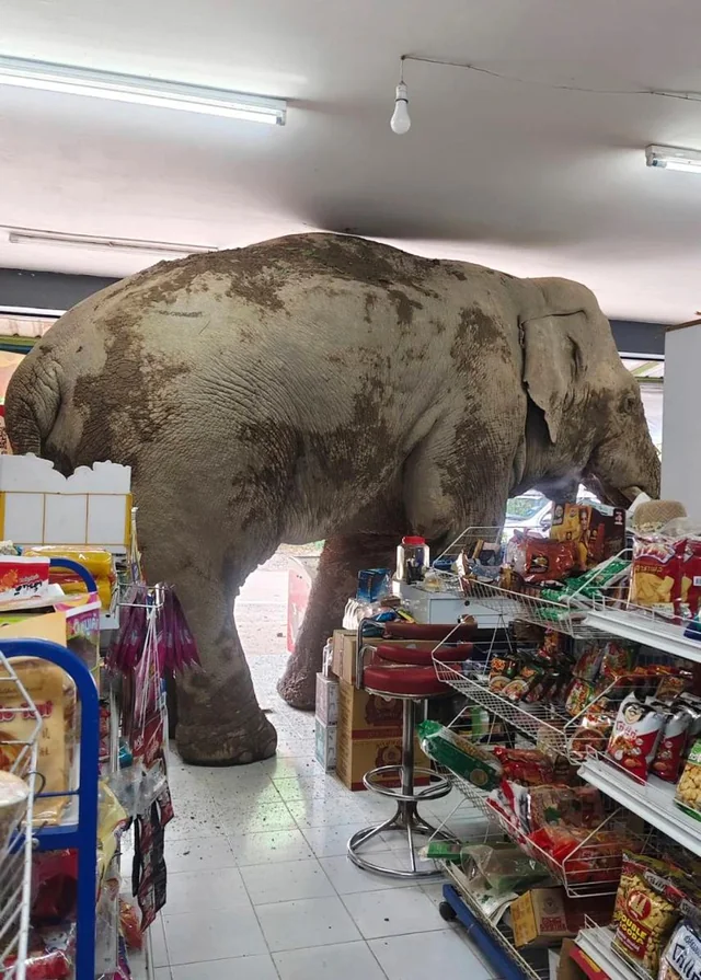 elephant-enters-a-grocery-store-in-thailand-for-snacks-v0-8nhdx4i8jx4f1.jpg