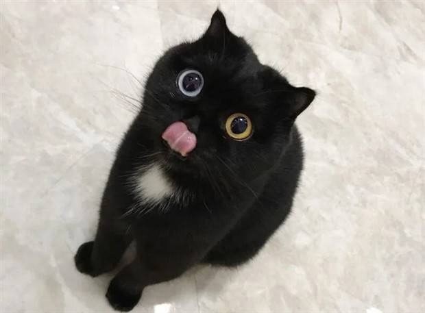 cats-with-heterochromia-10.jpg