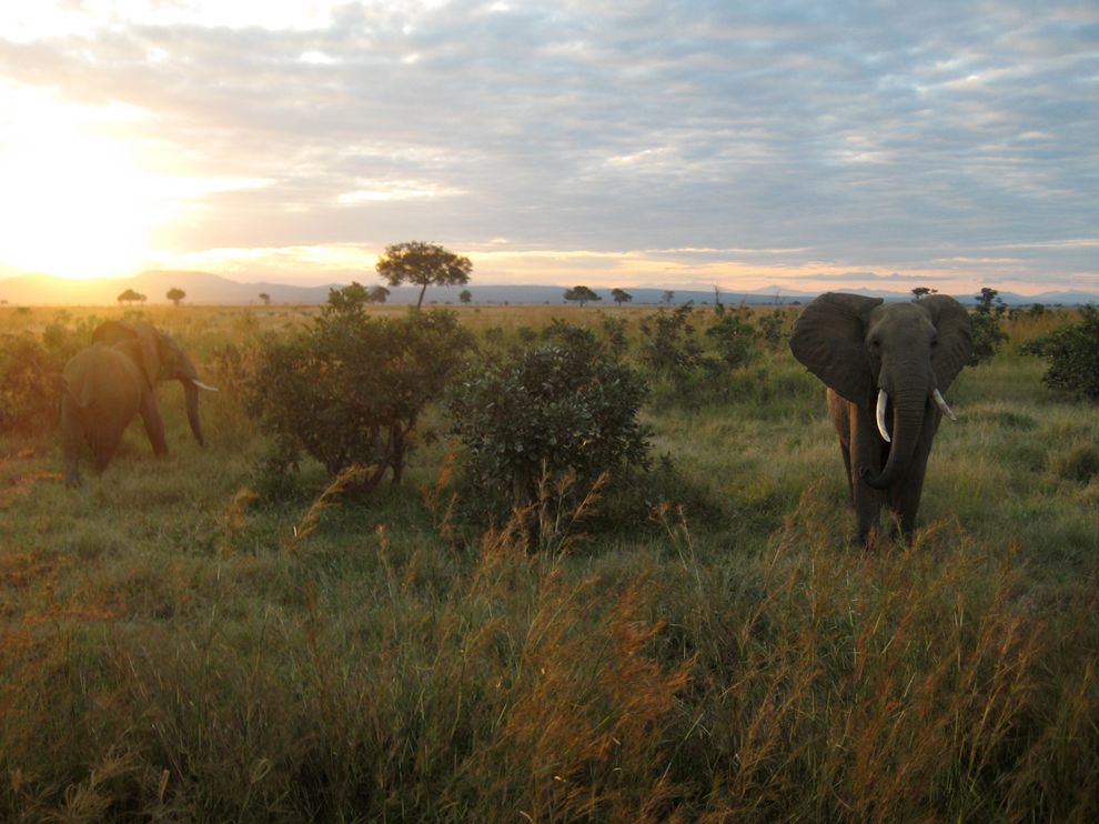 elephant-tanzania-landscape_65516_990x742.jpg