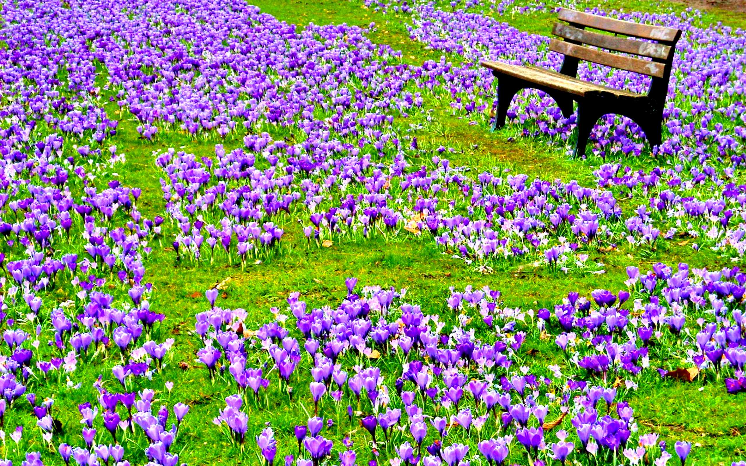 7013828-purple-spring-flowers.jpg