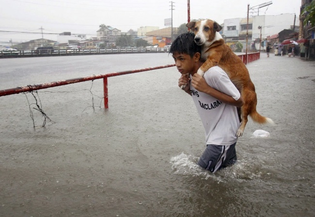 1551255-650-1461666085-2013-08-Philippines-boy-rescues-dog.jpg