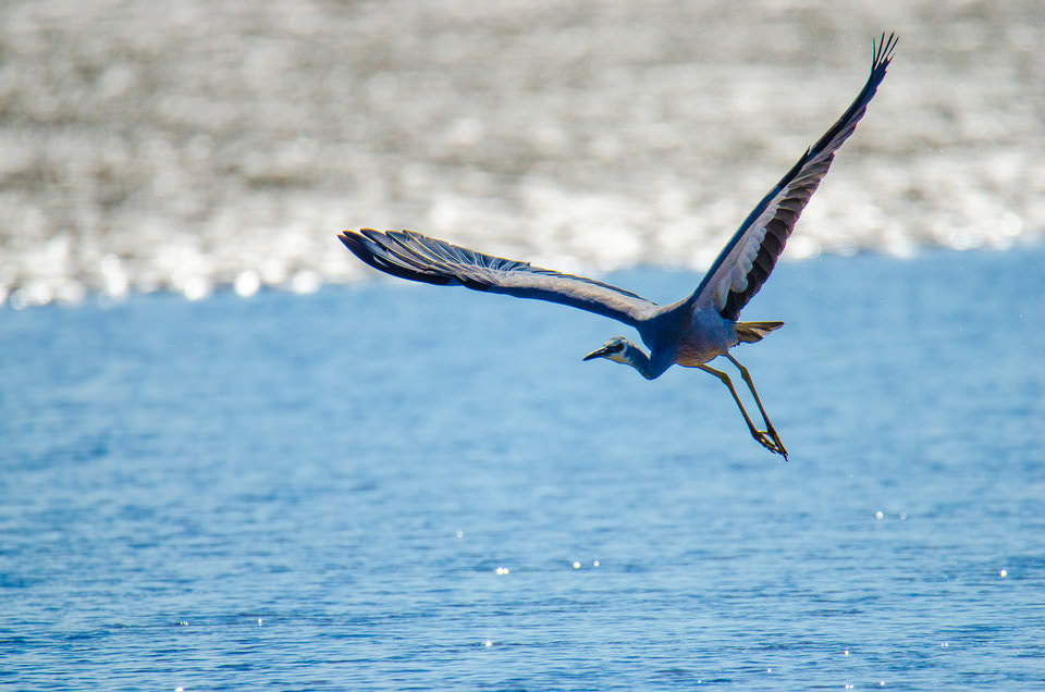 Egret-Flying-960x636.jpg