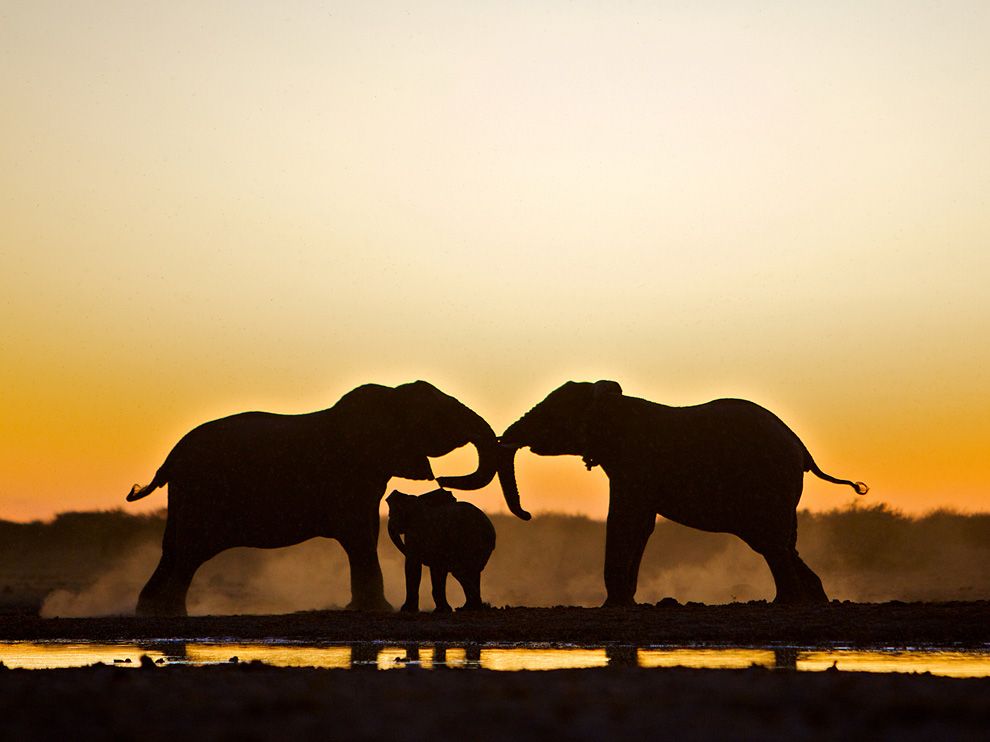 elephant-trio-etosha-national-park_48281_990x742.jpg