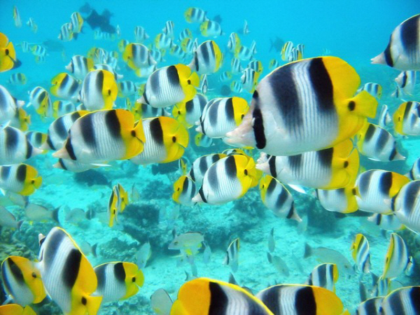 School of Tropical Fish_ Tahiti.jpg